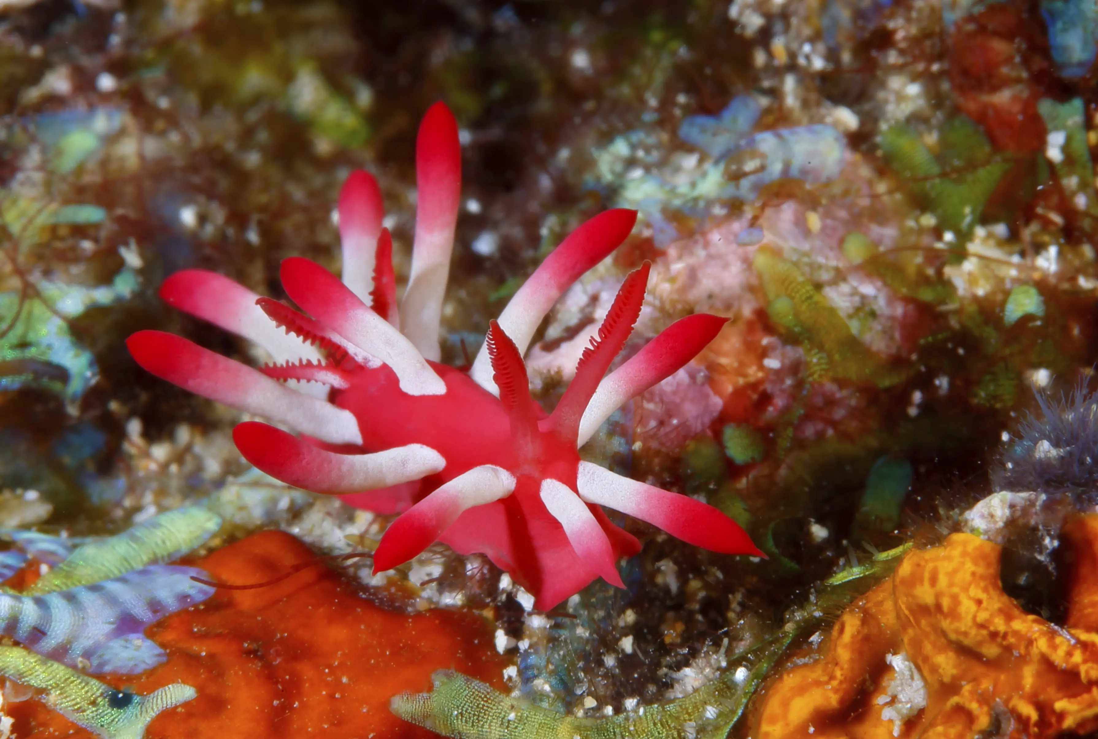 Anilao Macro Dive Media Highlight